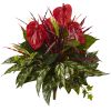 Mixed Anthurium Bush (Set of 2)