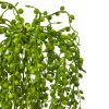 Senecio Succulent (Set of 3)