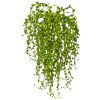 Senecio Succulent (Set of 3)
