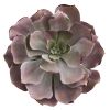 Echeveria Succulent Artificial Plant (Set of 6)