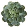 Giant Echeveria Succulent Pick l Plant (Set of 2)