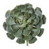 Giant Echeveria Succulent Pick l Plant (Set of 2)