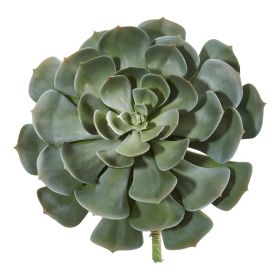 Giant Echeveria Succulent Pick l Plant (Set of 2)