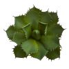 Succulent Pick Artificial Plant (Set of 2)