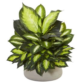 Giant Dieffenbachia in Stone Planter