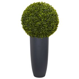 Boxwood Topiary in Gray Planter (Indoor/Outdoor)