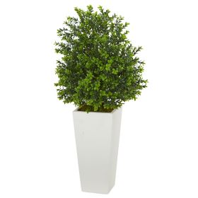 Sweet Grass Plant in White Planter (Indoor/Outdoor)