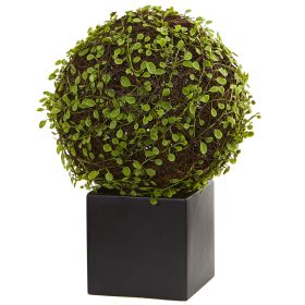 Mohlenbechia Ball in Black Cube