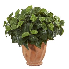 Pothos in Terracotta Planter