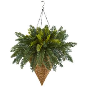Cycas Hanging Basket