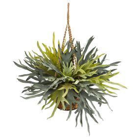 Staghorn Hanging Basket