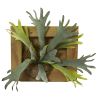 Staghorn in Wood Hanging Frame
