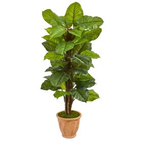 Large Leaf Philodendron in Terracotta Planter (Real Toch)