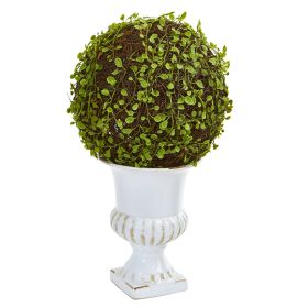 Mohlenbechia Ball Topiary in White Urn