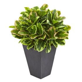 Variegated Rubber Artificial Plant in Pot (Real Touch)