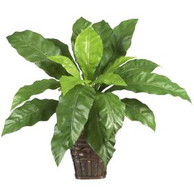 Birdsnest Fern w/Wicker Basket