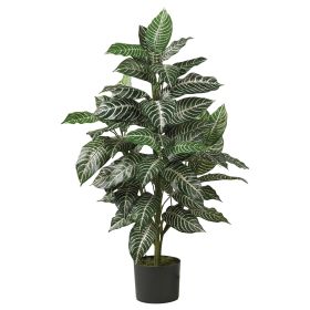 Zebra Silk Plant