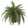 Boston Fern w/Wood Wicker Basket