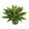 Agave w/Plastic Pot