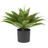 Agave w/Plastic Pot