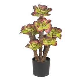 Echeveria Plant