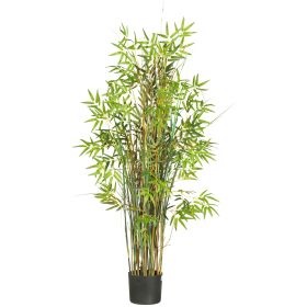 Grass Plant Bamboo