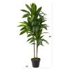 Dracaena (Real Touch)