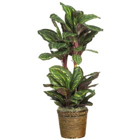Maranta Silk Plant