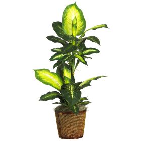Golden Dieffenbachia w/Basket Silk Plant