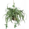 Spider Hanging Basket