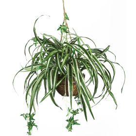 Spider Hanging Basket