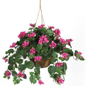 Bougainvillea Hanging Basket