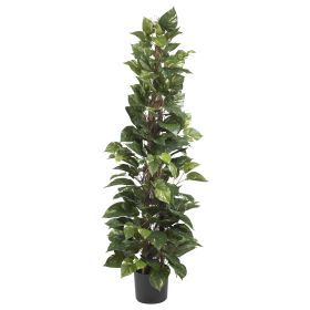 Pothos Climbing Silk Plant