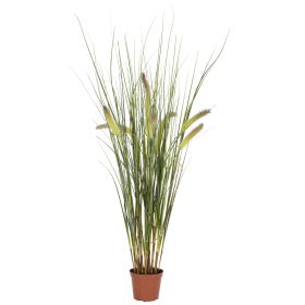 Grass Plant