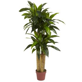 Corn Stalk Dracaena