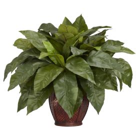 Birdsnest Fern w/Decorative Vase