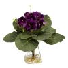 Gloxinia w/Vase