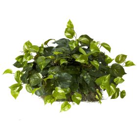 Pothos Ledge Plant (Set on Foam) Silk Plant