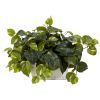 Pothos w/White Wash Planter Silk Plant