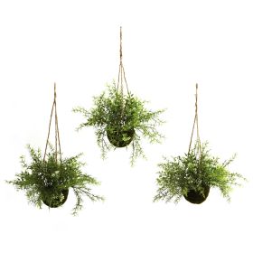 Ruscus Sedum & Springeri Hanging Basket (Set of 3)