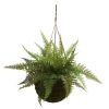 Leather Fern w/Hanging Basket (Indoor/Outdoor) (Set of 2)