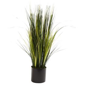 Onion Grass Plant w/550 Lvs
