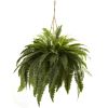 Double Giant Boston Fern Hanging Basket