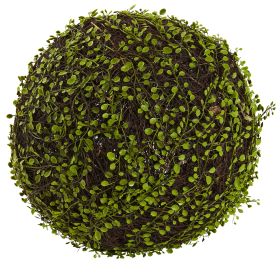 Mohlenbechia Ball