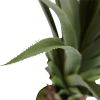 Spiked Agave Plant w/361 Lvs
