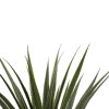 Spiked Agave Plant w/361 Lvs