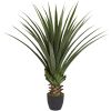 Spiked Agave Plant w/361 Lvs