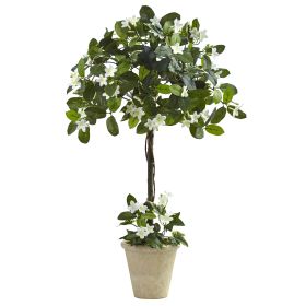 Stephanotis Topiary w/Planter