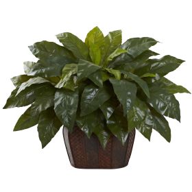 Giant Birdsnest Fern with Decorative Planter