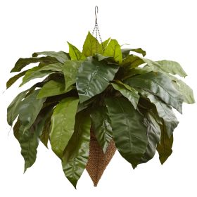 Giant Bird's Nest Fern with Cone Hanging Basket